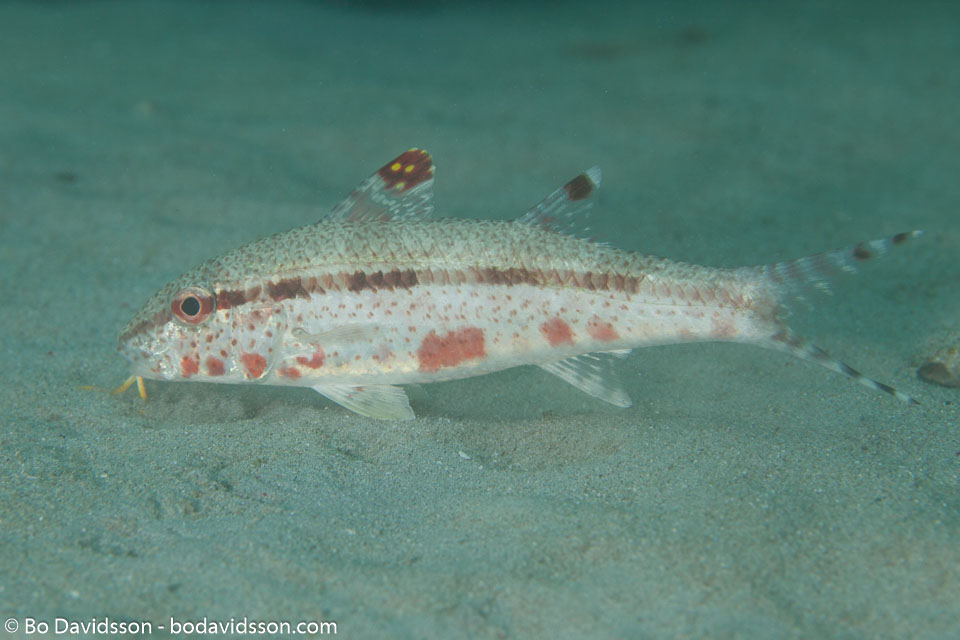 BD-110319-Puerto-Galera-4148-Upeneus-tragula.-Richardson.-1846-[Freckled-goatfish].jpg